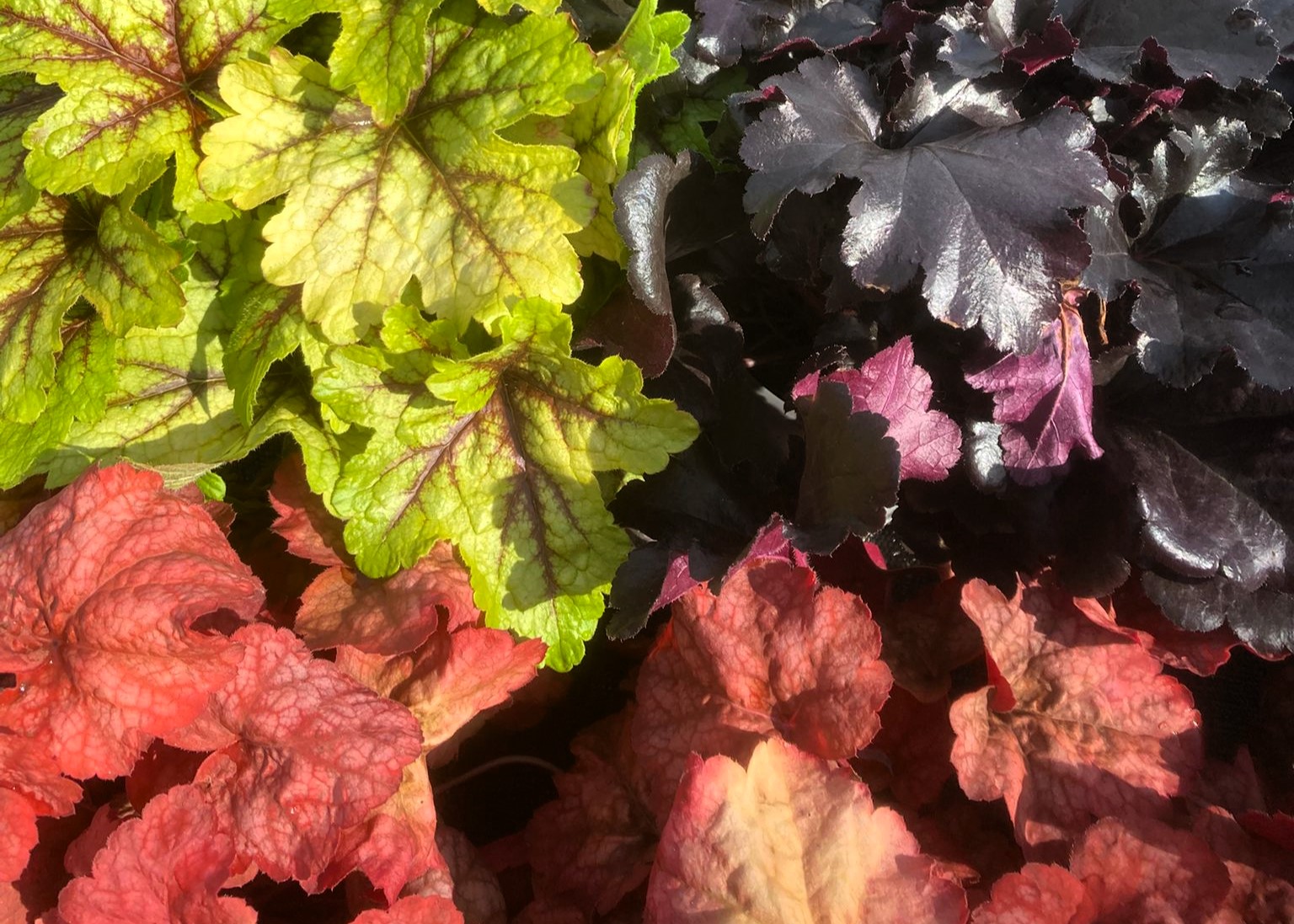 Monheimer Blumenmarkt